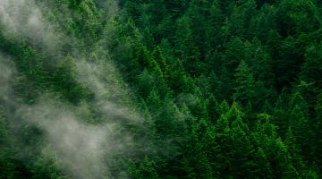 Forest Carbon Accounting Statement
